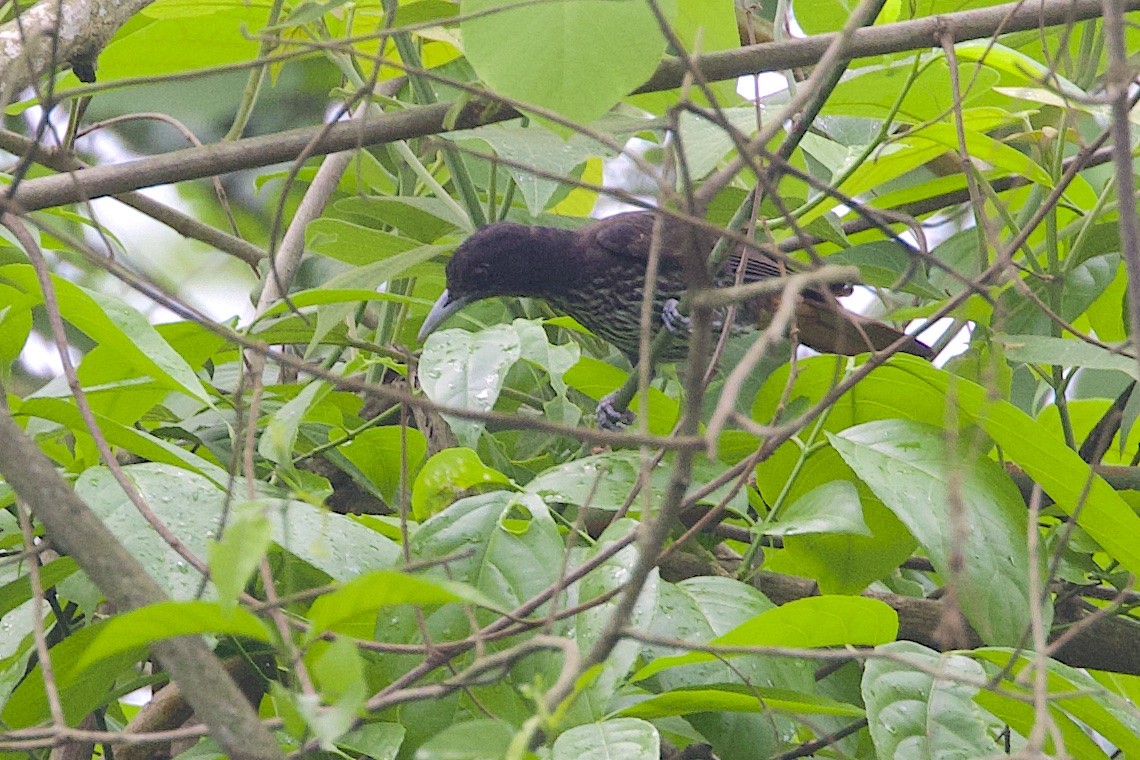 Maroon Oriole - ML647242199