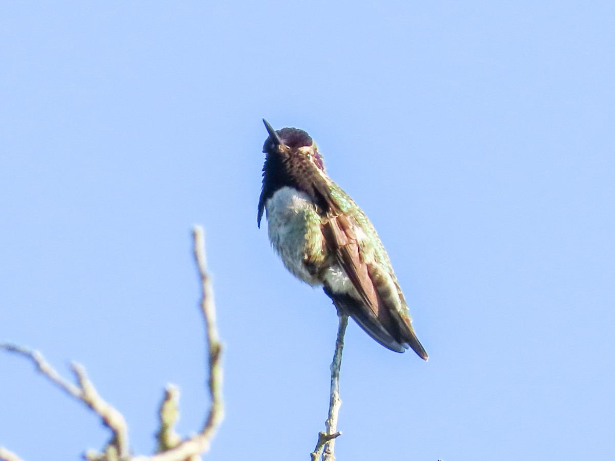 Annakolibri x Veilchenkopfelfe (Hybrid) - ML647242200