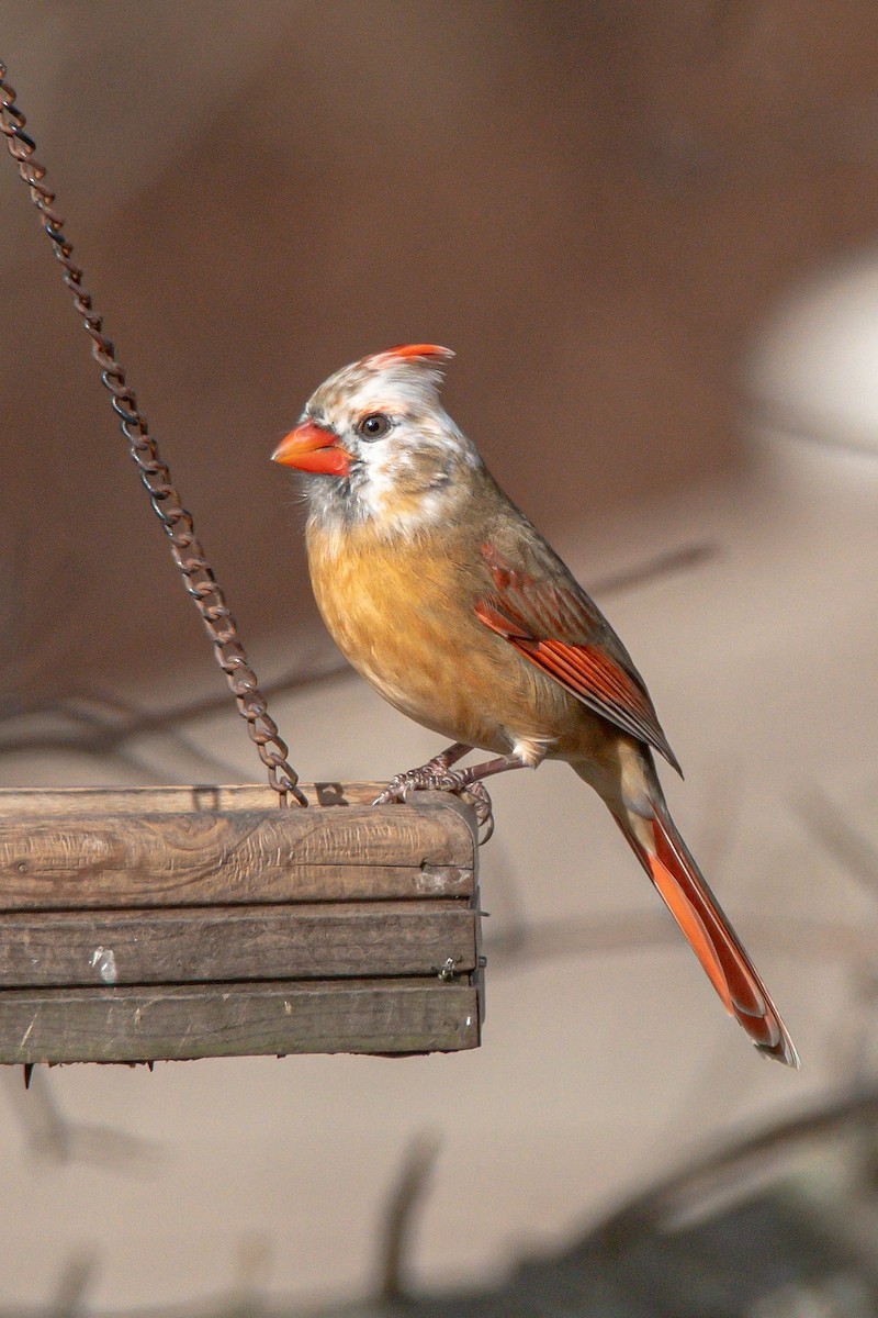 Northern Cardinal - ML647242202