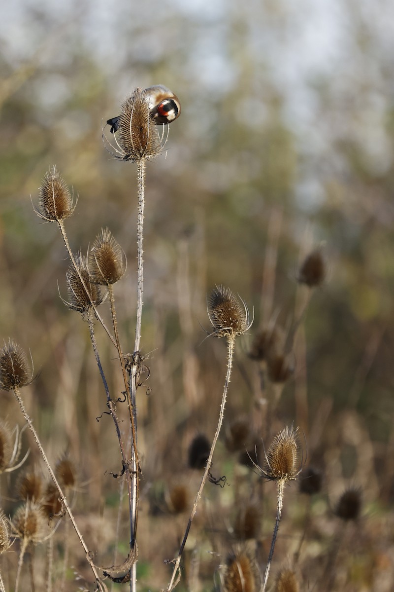 European Goldfinch - ML647242203