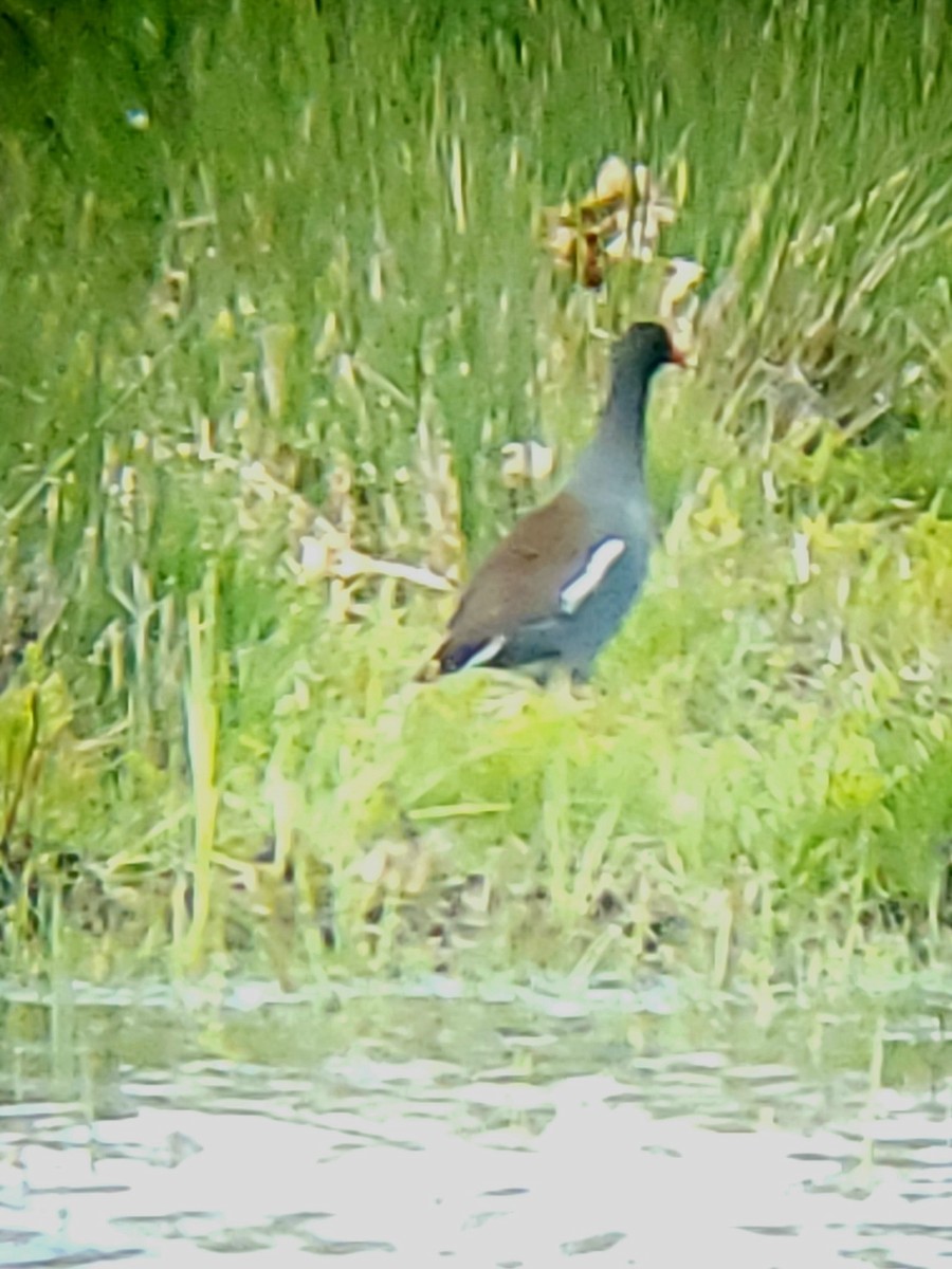 Common Gallinule - ML647242206