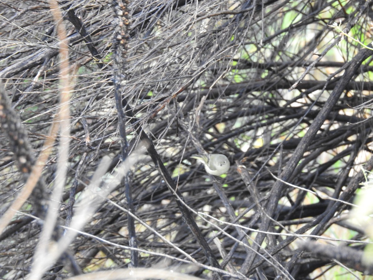 Lesser Goldfinch - ML647242207