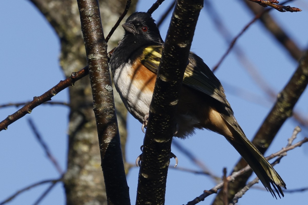 Spotted Towhee (Olive-backed) - ML647242208