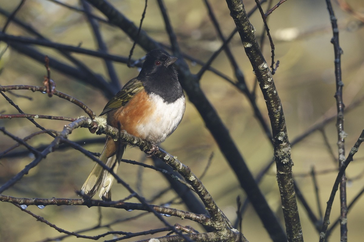 Spotted Towhee (Olive-backed) - ML647242209