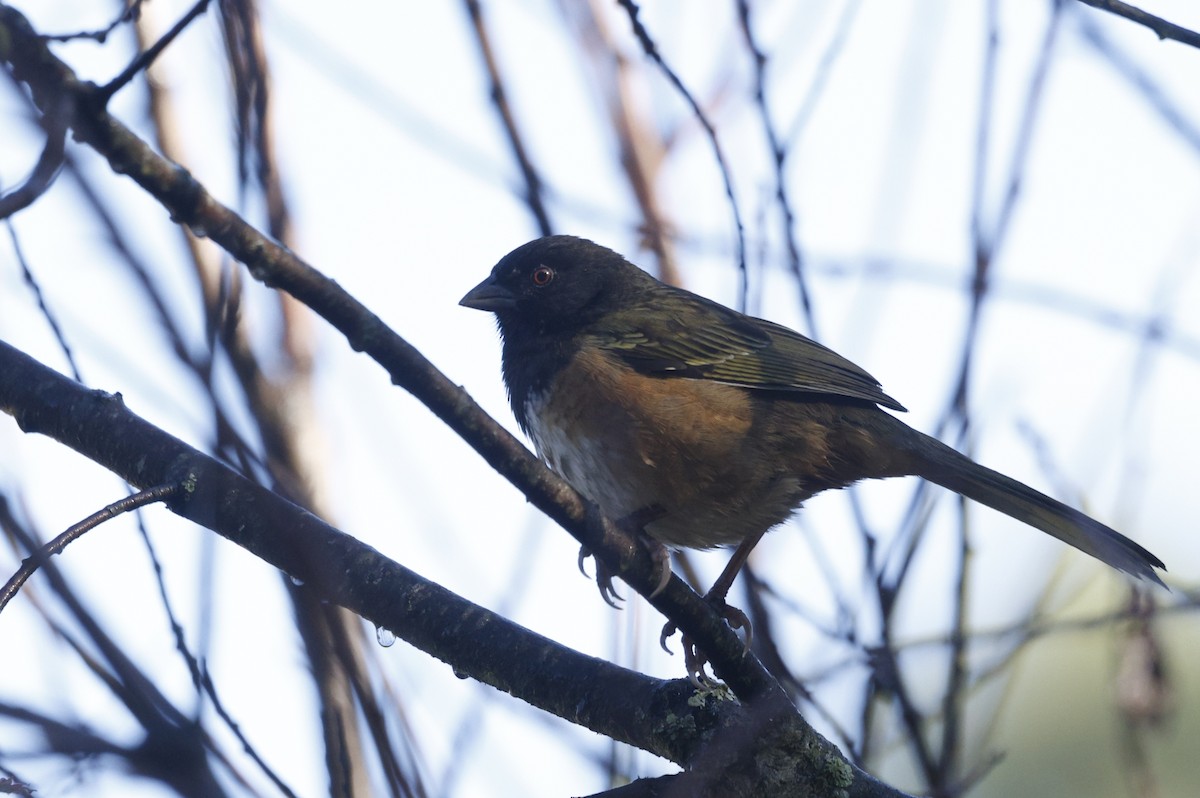 Spotted Towhee (Olive-backed) - ML647242211