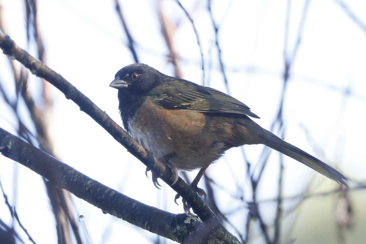 Spotted Towhee (Olive-backed) - ML647242212