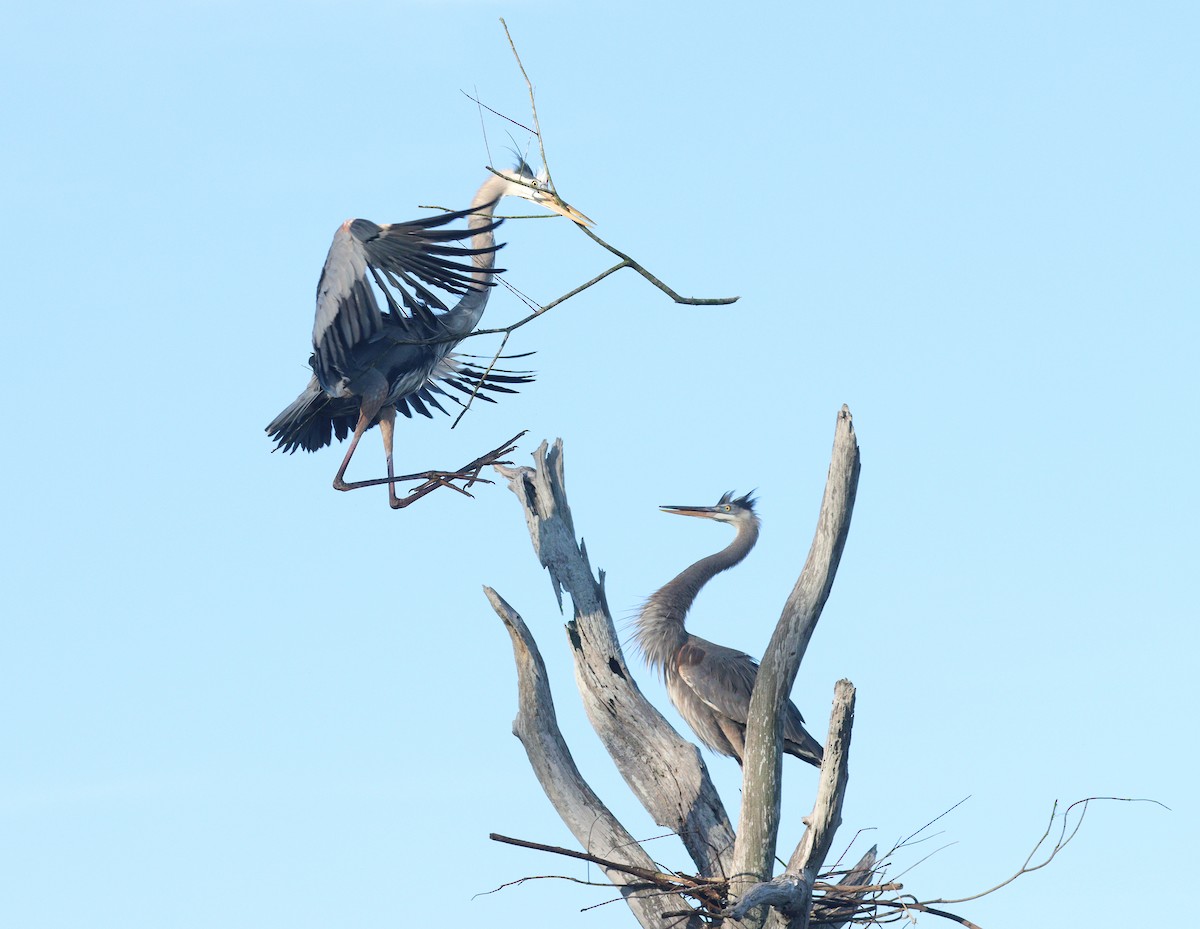 Great Blue Heron - ML647242214