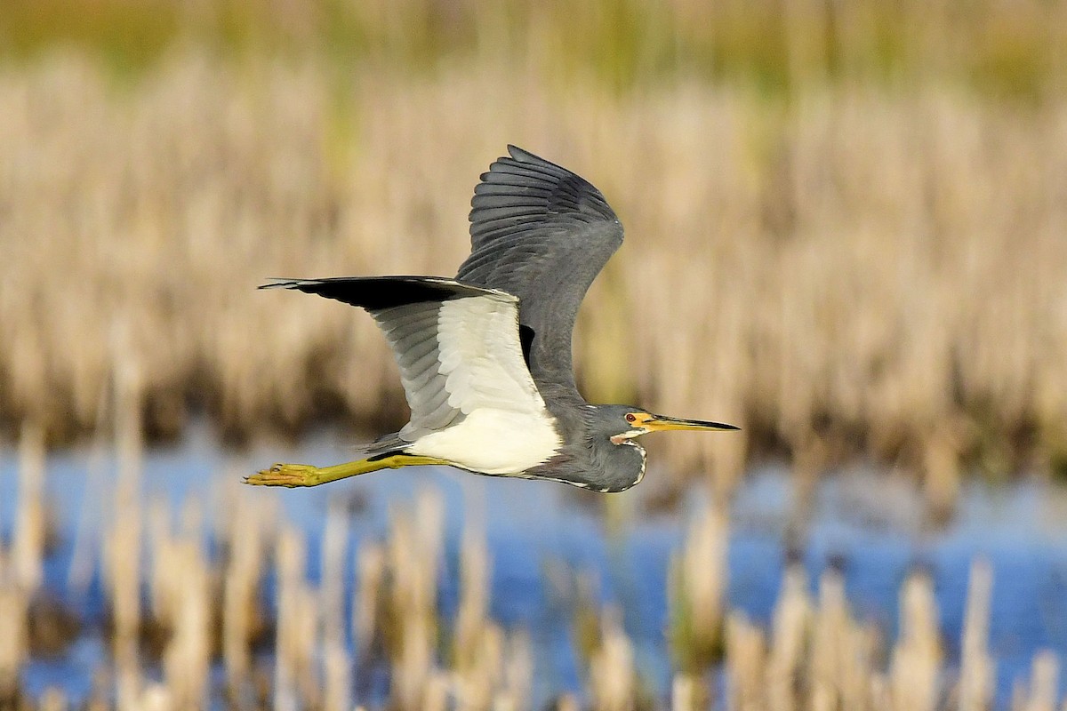 Tricolored Heron - ML647242215