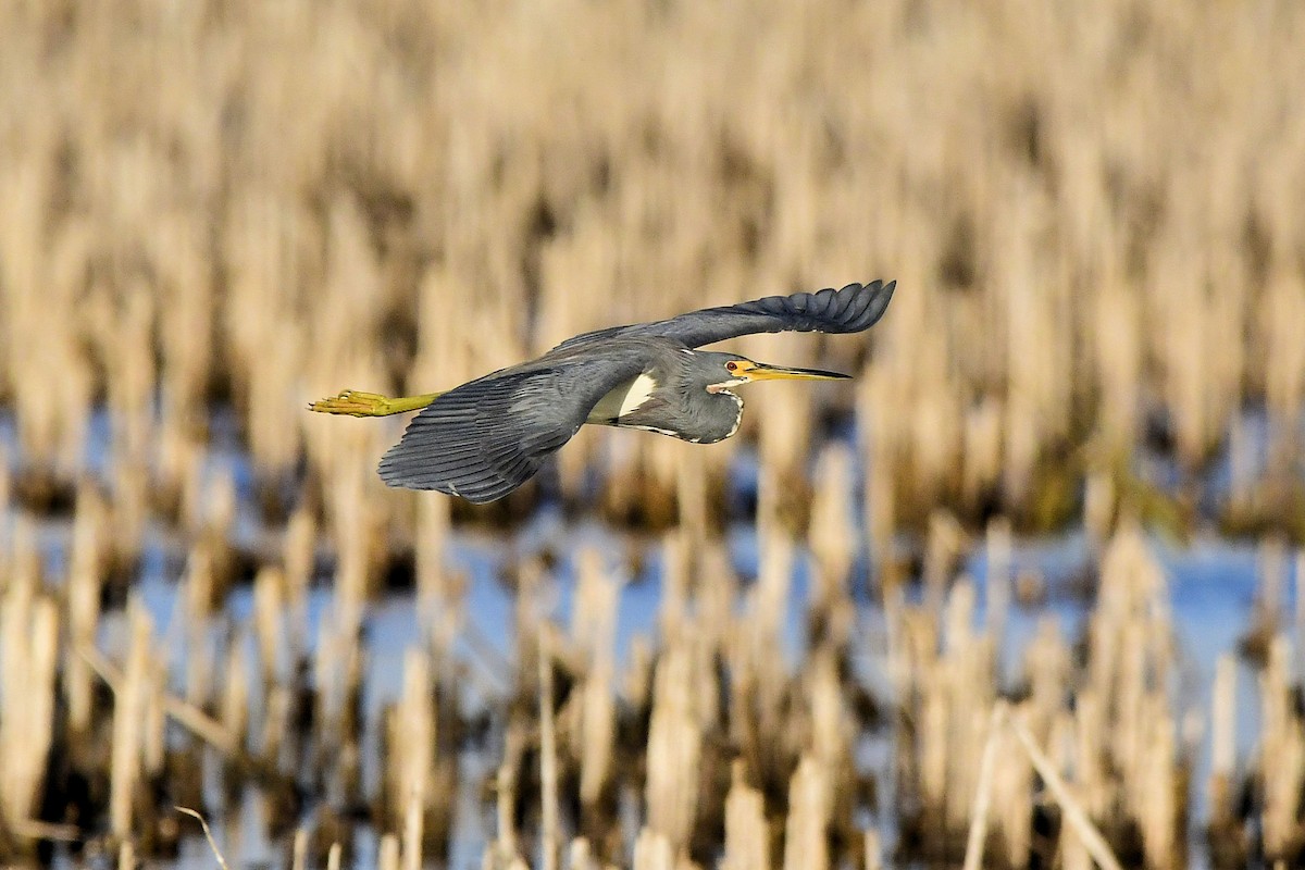 Tricolored Heron - ML647242216