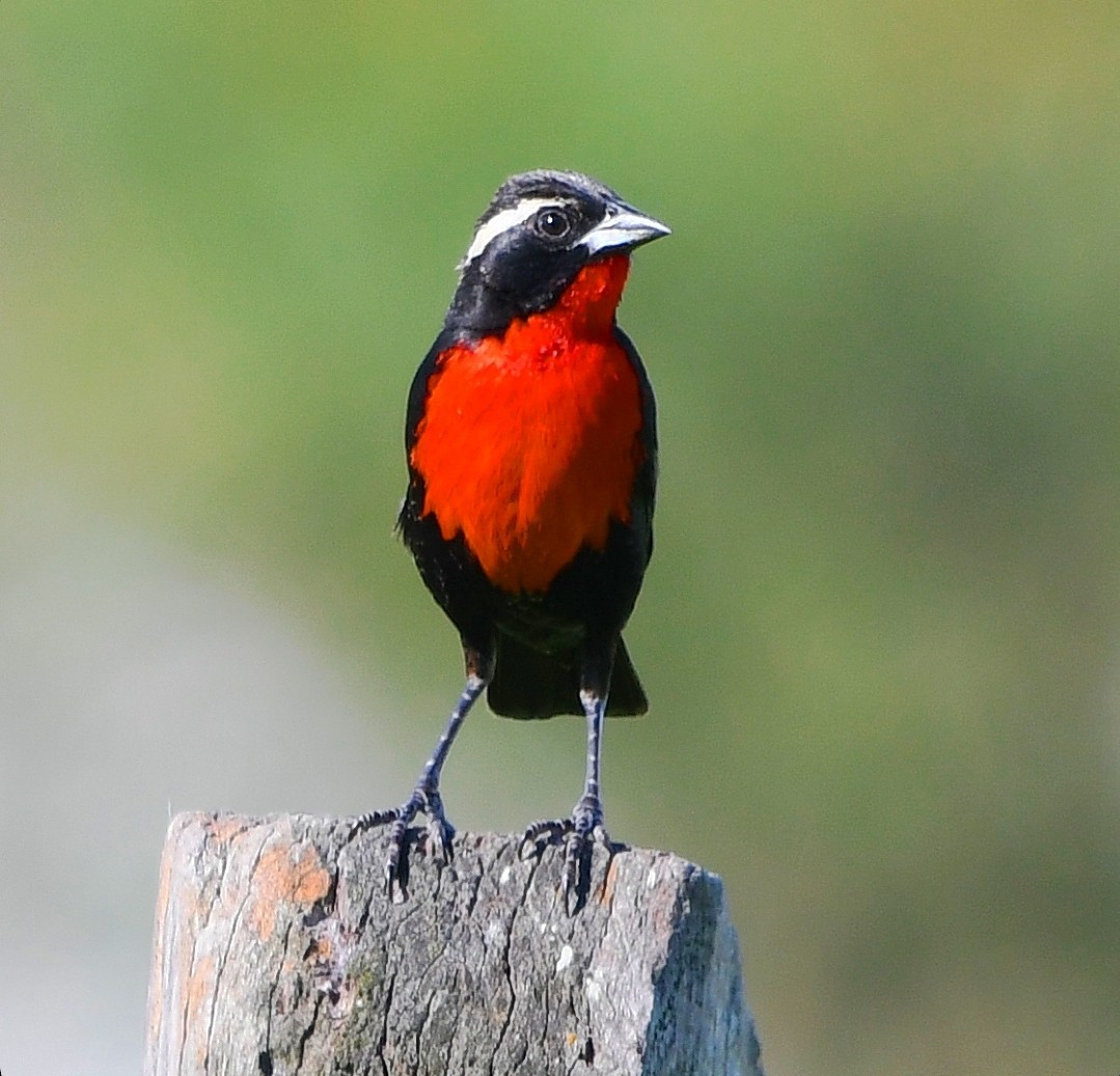 White-browed Meadowlark - ML647242218