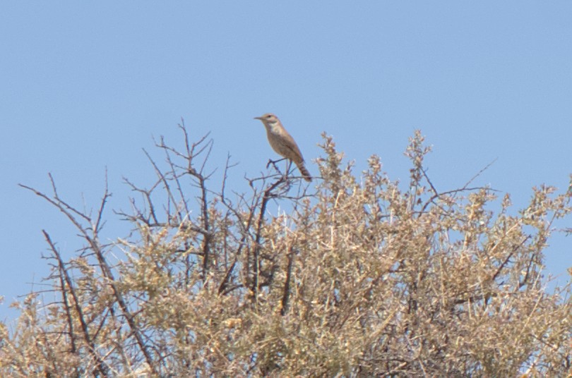 Rock Wren - ML647242219