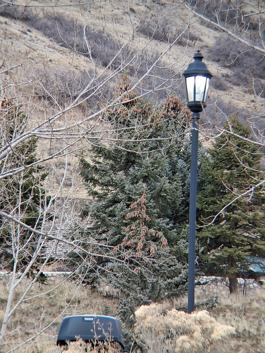 American Kestrel - ML647242220