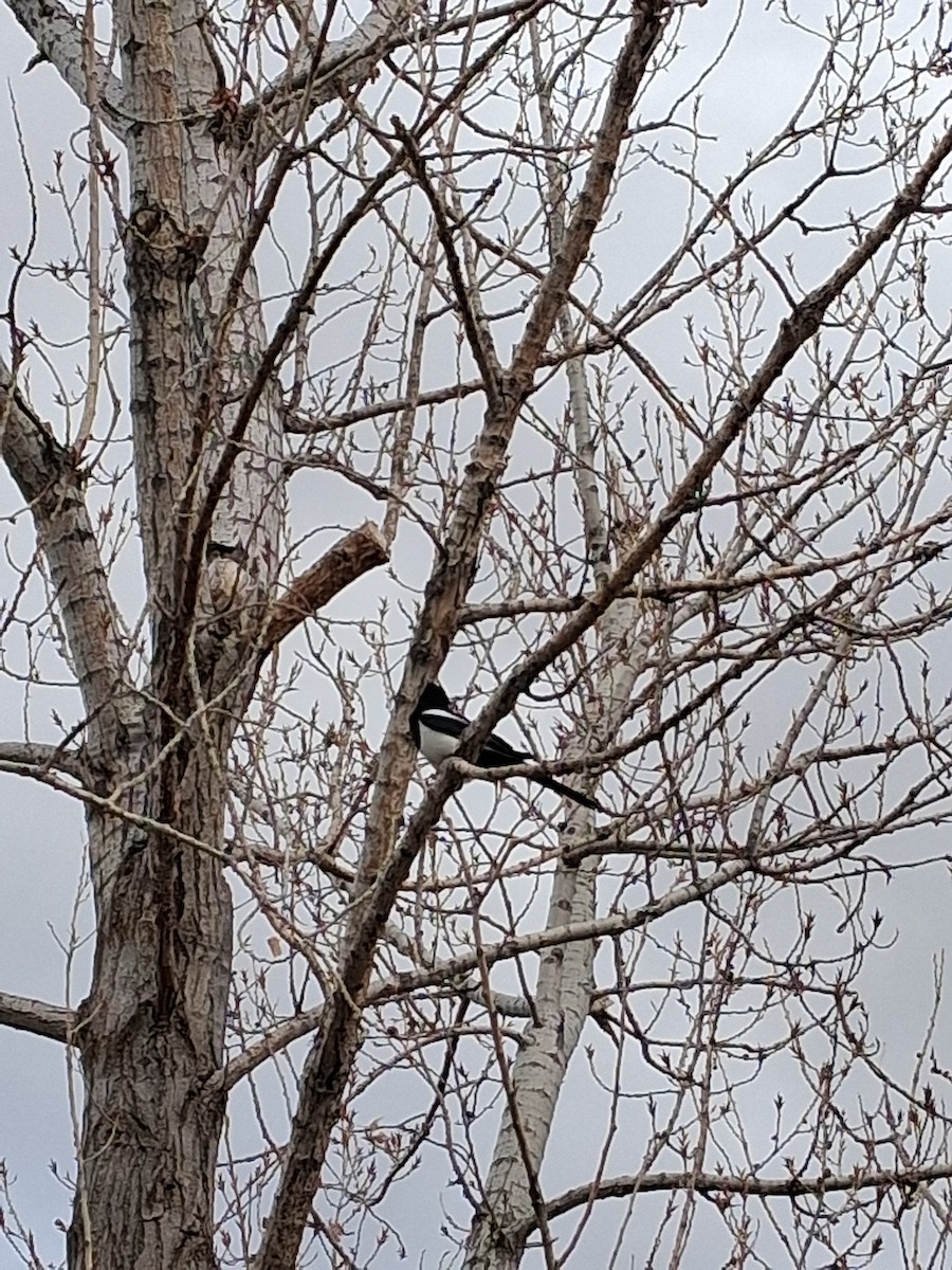 Black-billed Magpie - ML647242250