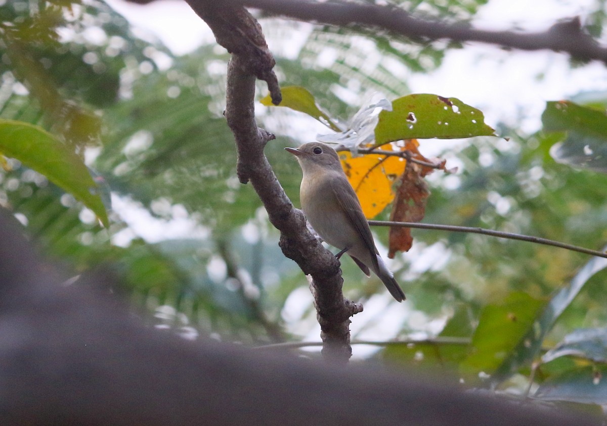 Red-breasted Flycatcher - ML647242258