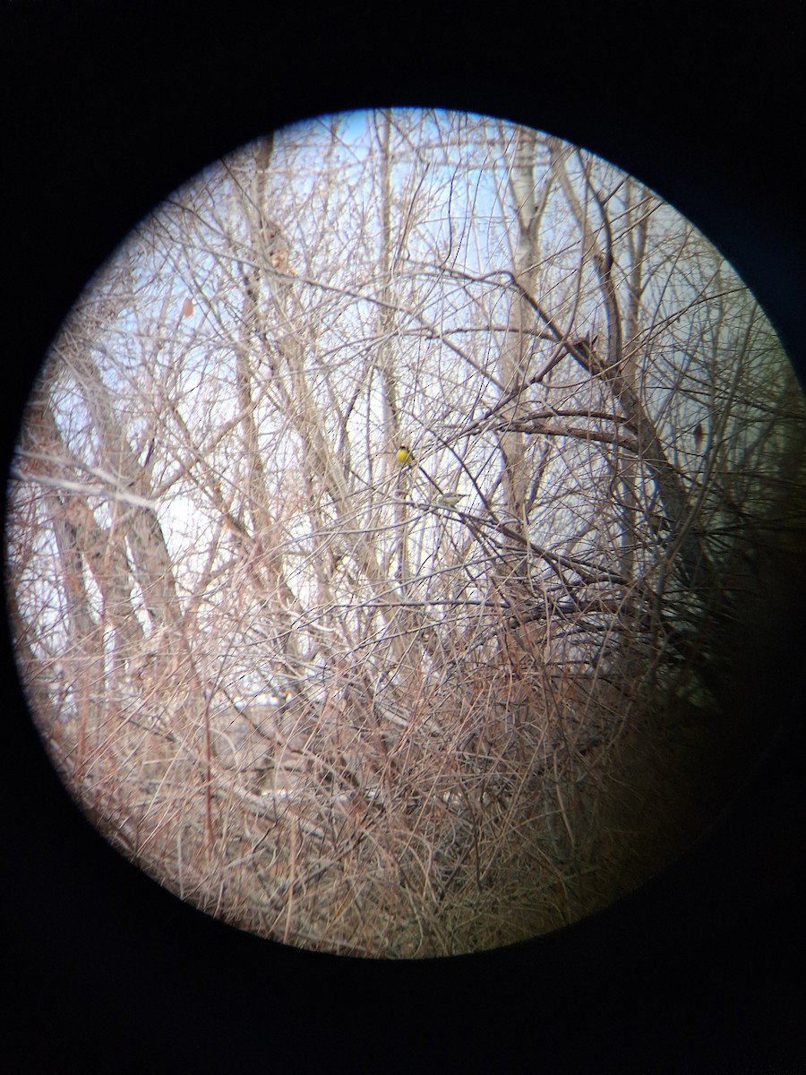 Lesser Goldfinch - ML647242266