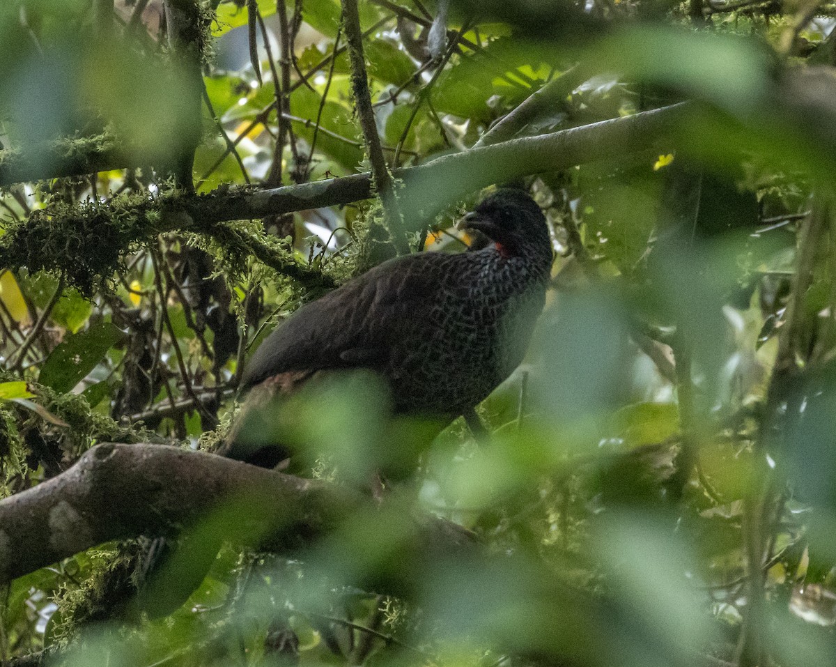 Andean Guan - ML647242268
