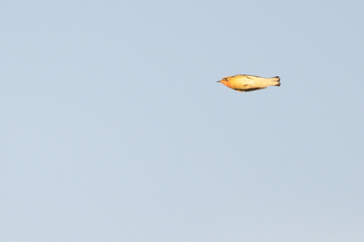 Blackburnian Warbler - ML647242270