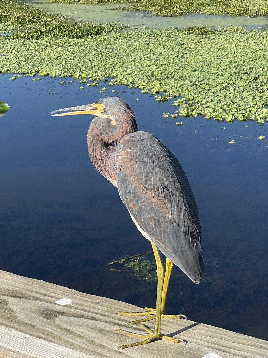 Tricolored Heron - ML647242282