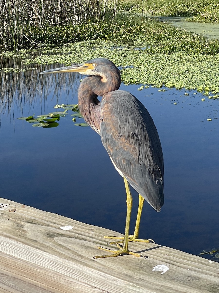 Tricolored Heron - ML647242283