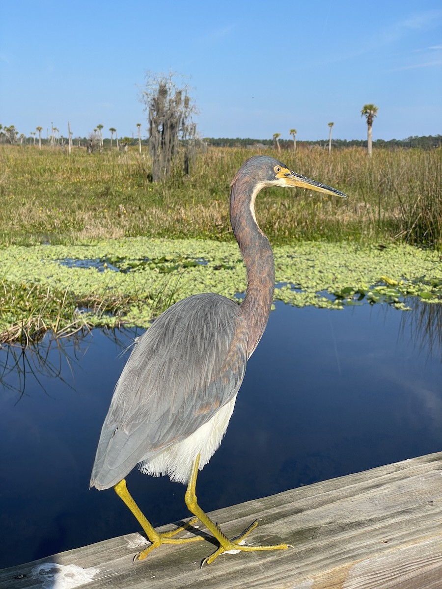 Tricolored Heron - ML647242284