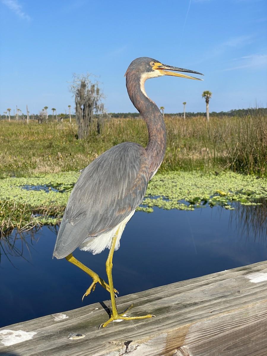 Tricolored Heron - ML647242285