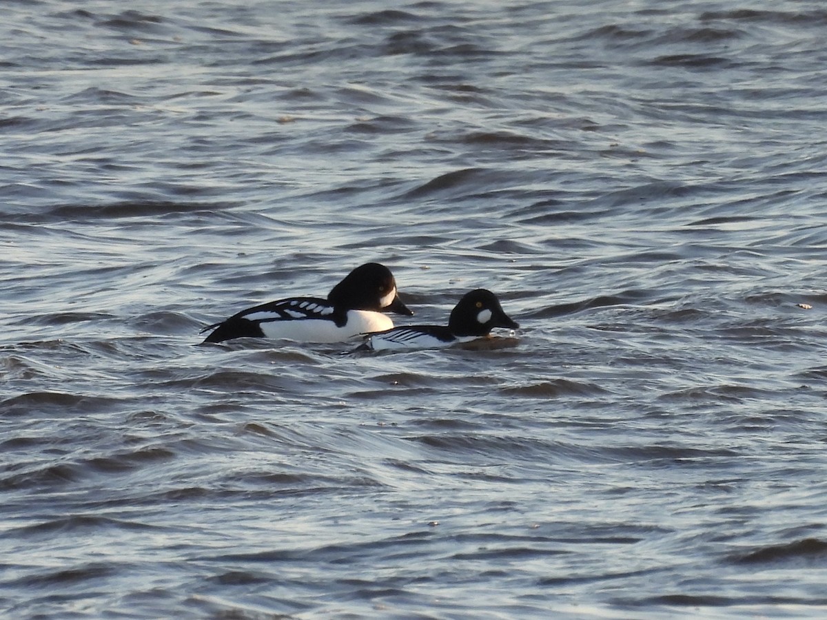 Murgilari islandiarra - ML647242302