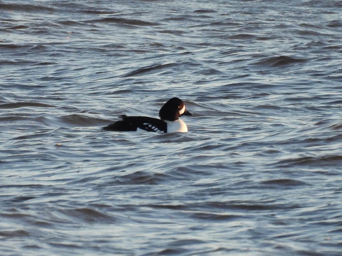 Murgilari islandiarra - ML647242303