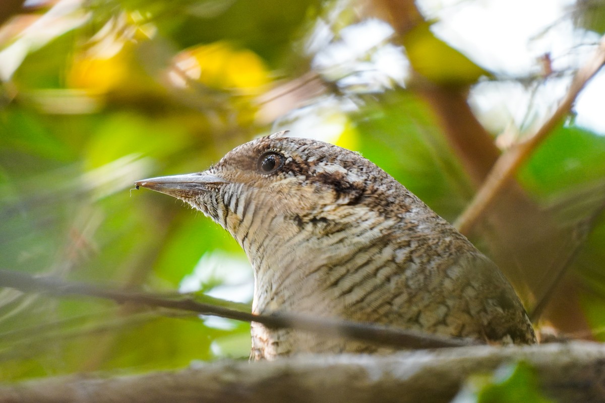 Eurasian Wryneck - ML647242304