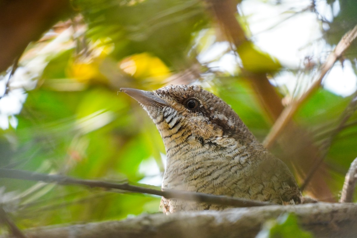 Eurasian Wryneck - ML647242305