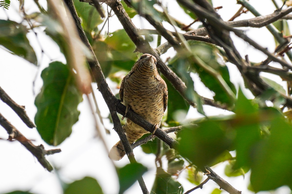Eurasian Wryneck - ML647242309