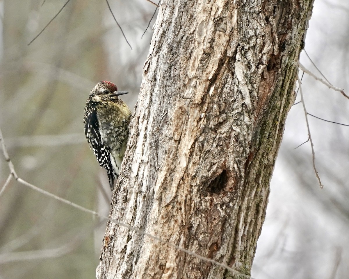Yellow-bellied Sapsucker - ML647242311