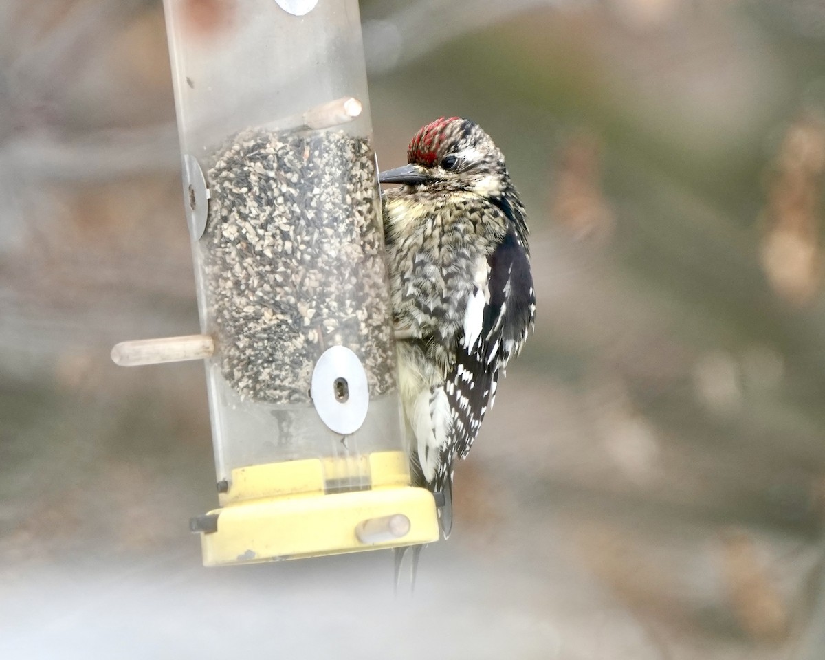 Yellow-bellied Sapsucker - ML647242312