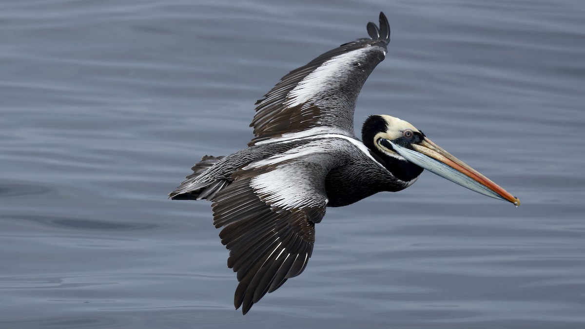 Peruvian Pelican - ML647242333
