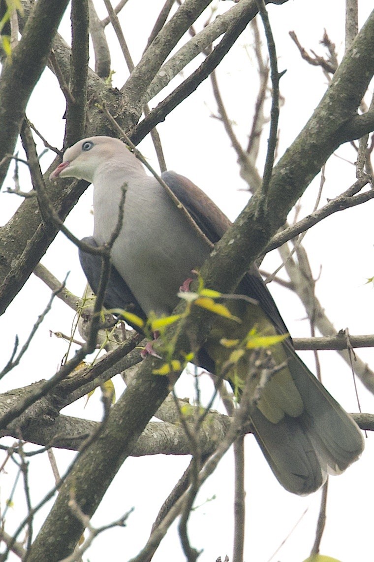 Горный плодовый голубь - ML647242334