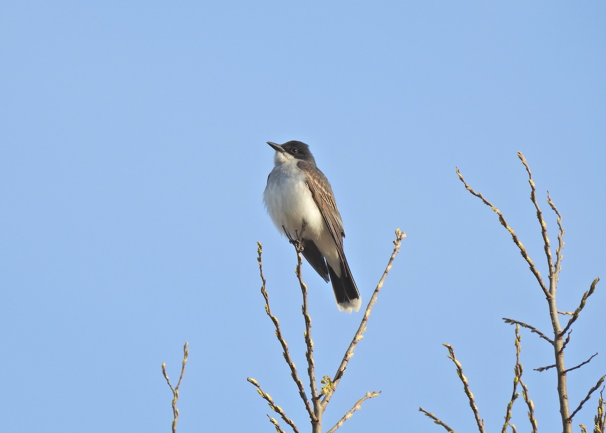 tyran obecný - ML647242375