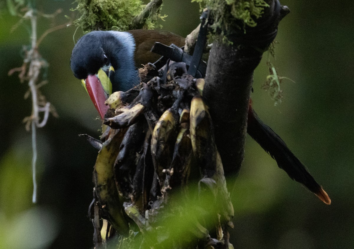 Tucán Pechigrís - ML647242408