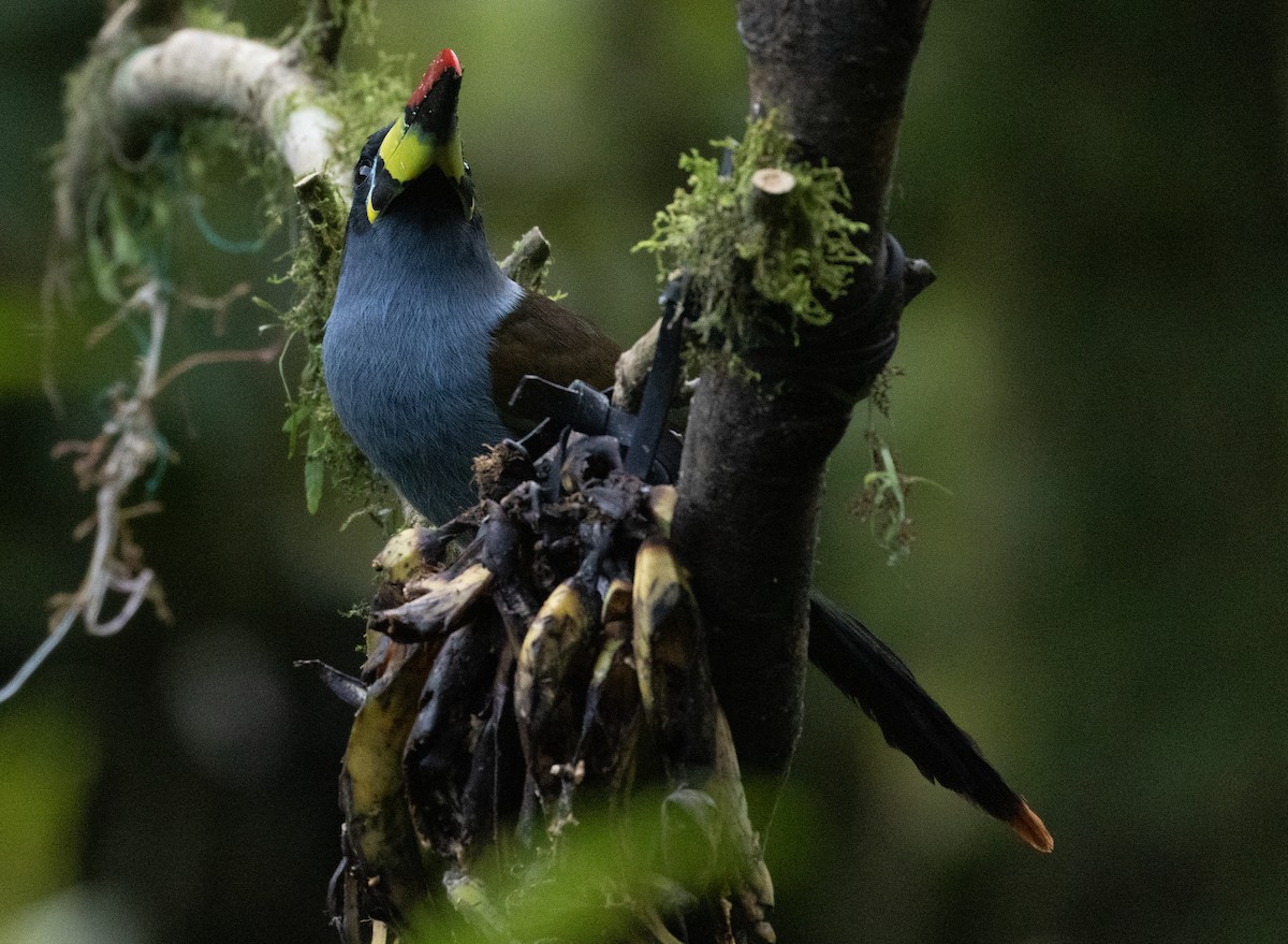 Tucán Pechigrís - ML647242409