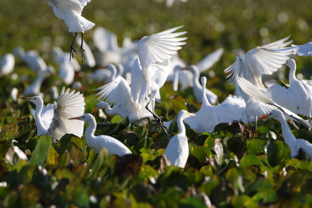 Western Cattle Egret - ML64724241