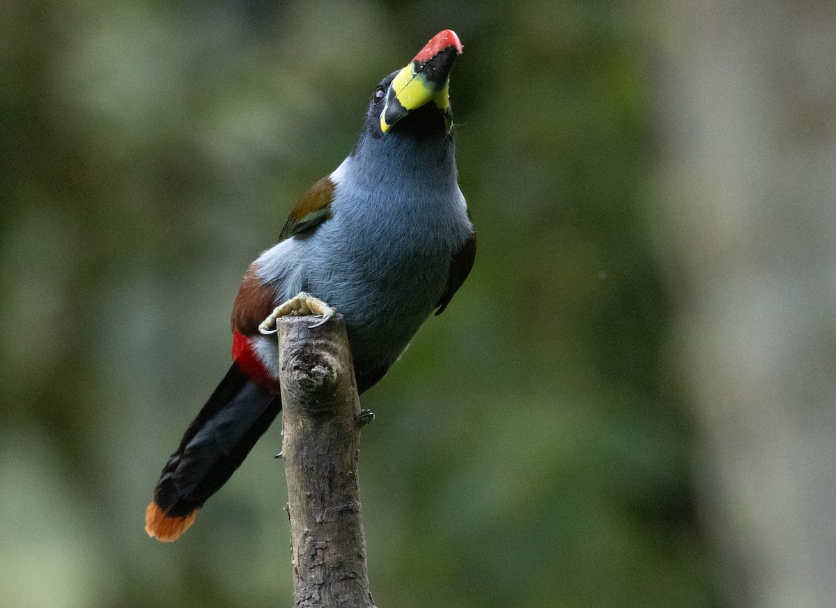 Tucán Pechigrís - ML647242410