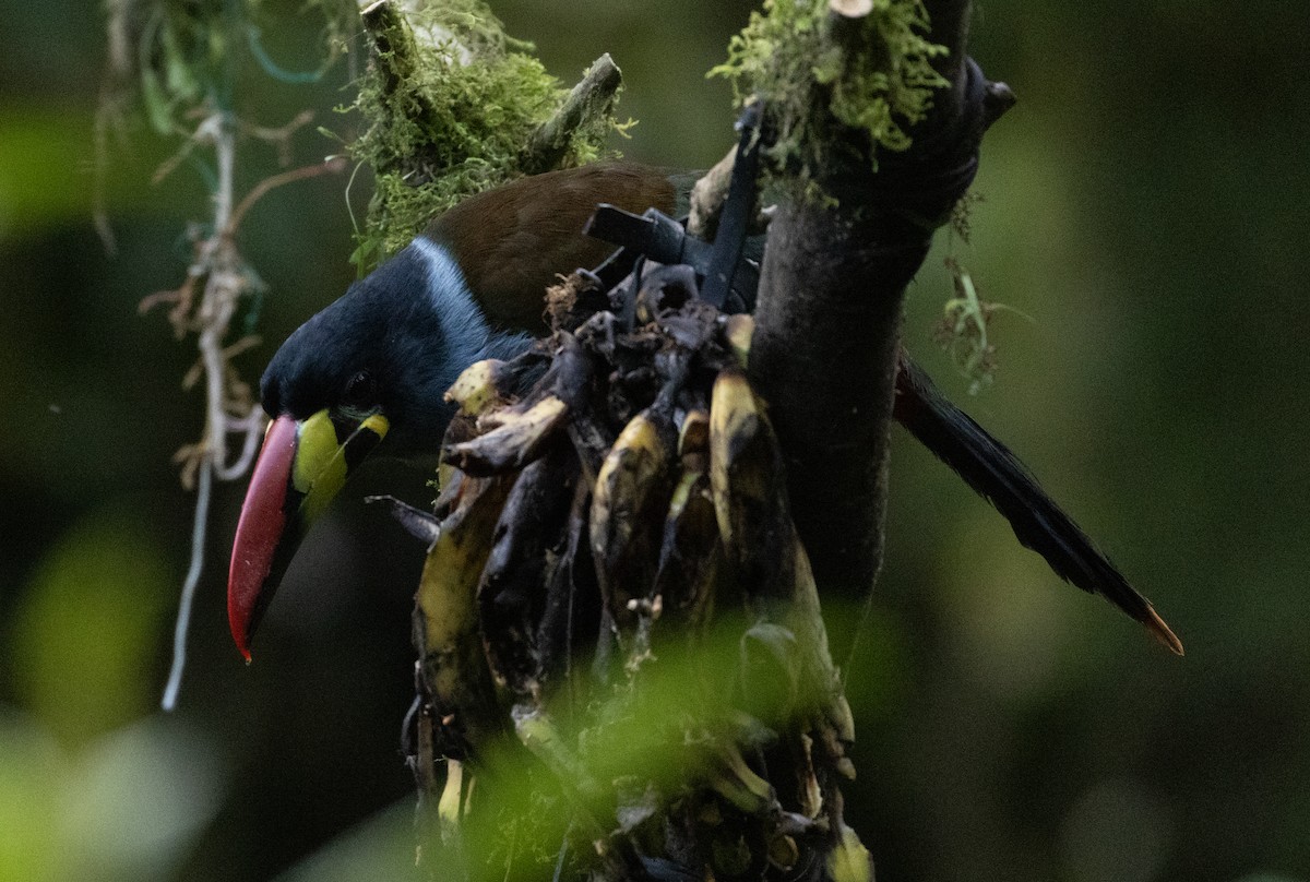 Tucán Pechigrís - ML647242411