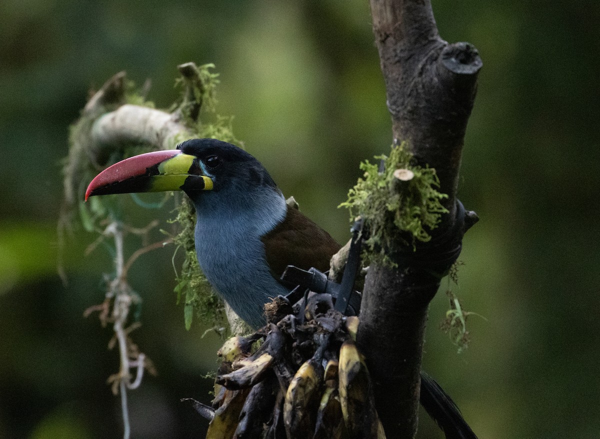 Tucán Pechigrís - ML647242412