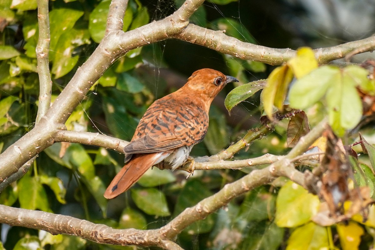 Coucou à tête grise - ML647242416