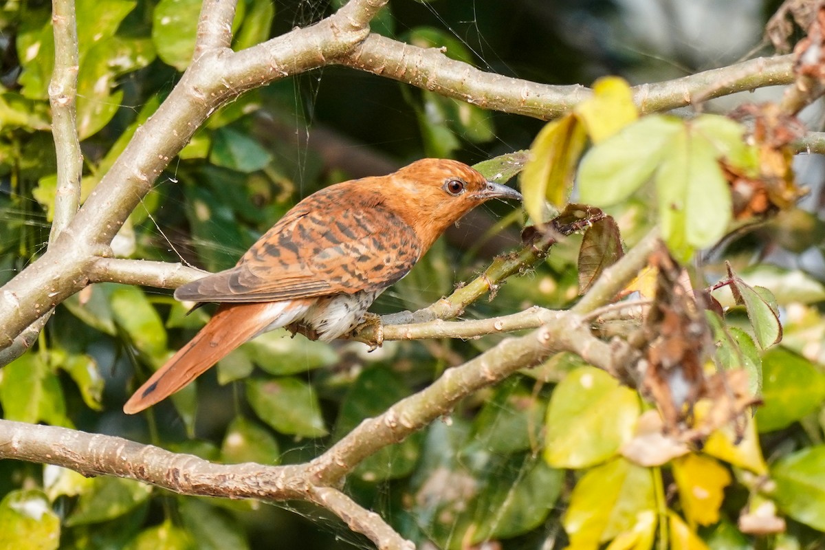 Coucou à tête grise - ML647242417