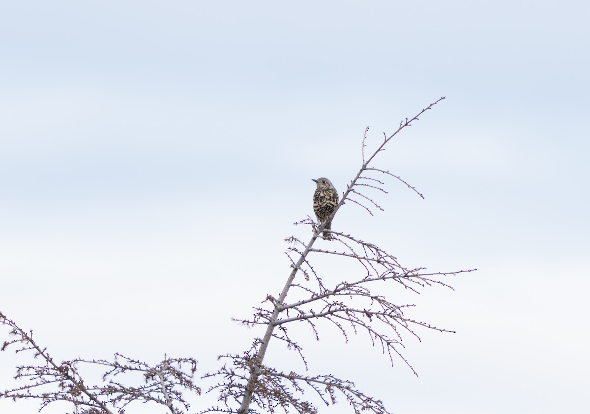 Mistle Thrush - ML647242427
