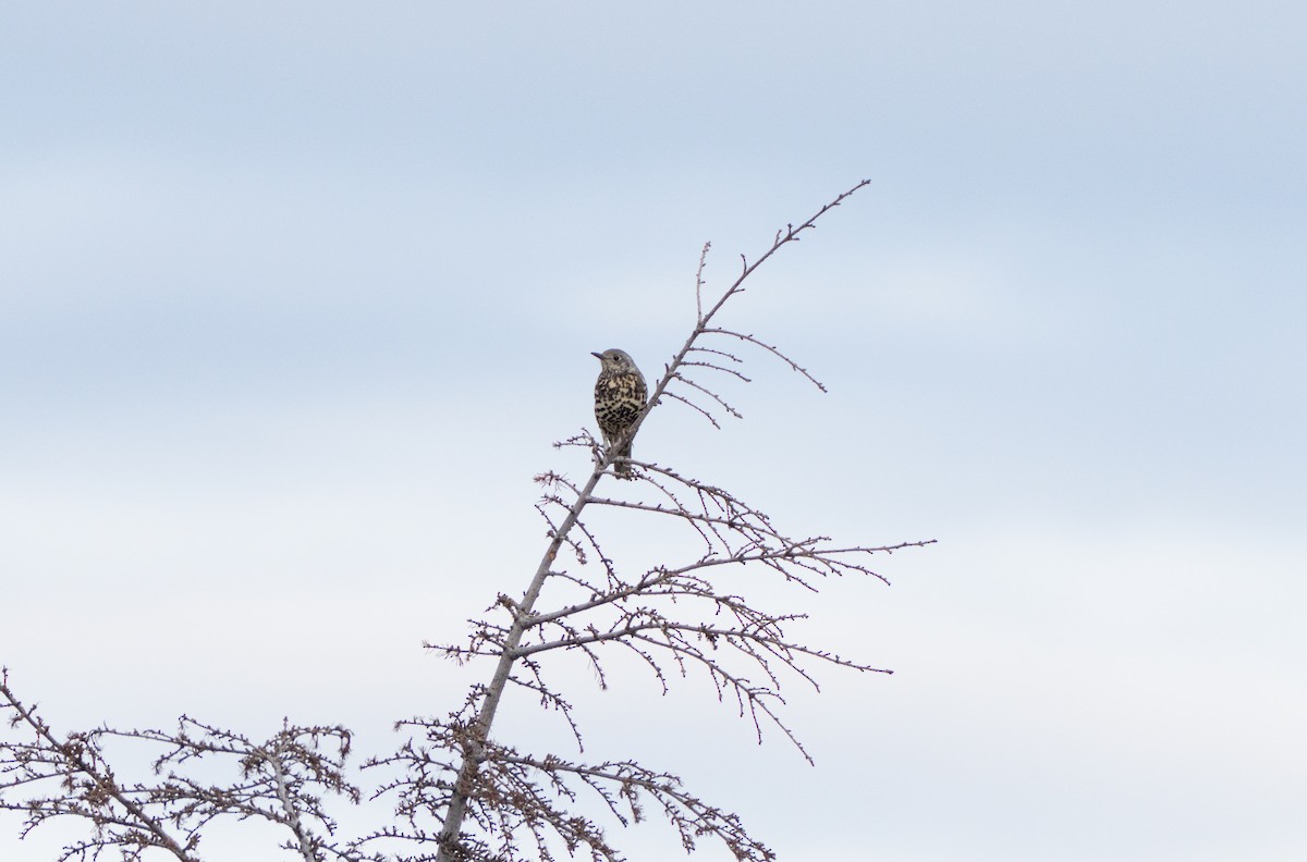 Mistle Thrush - ML647242428