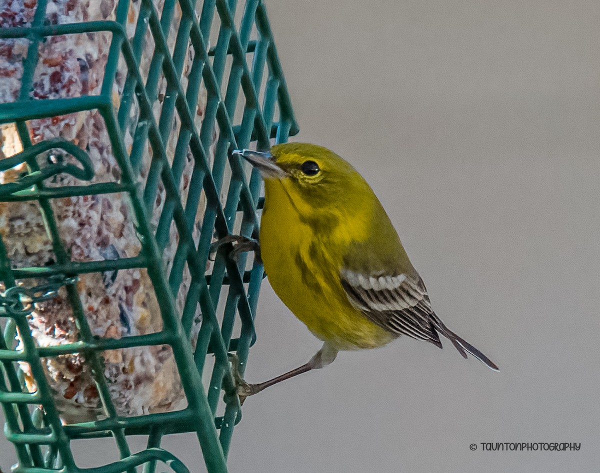 Pine Warbler - ML647242429
