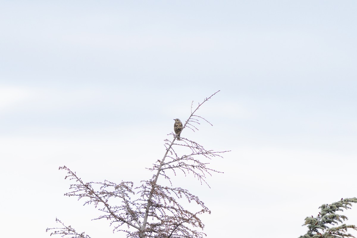 Mistle Thrush - ML647242430