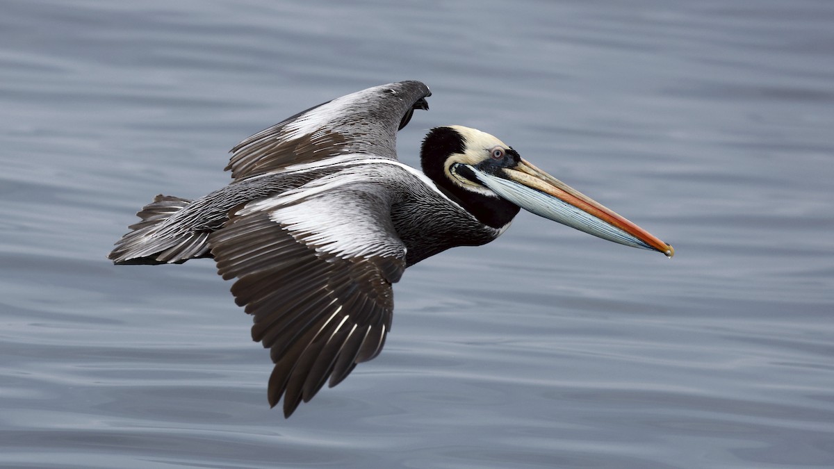 Peruvian Pelican - ML647242432