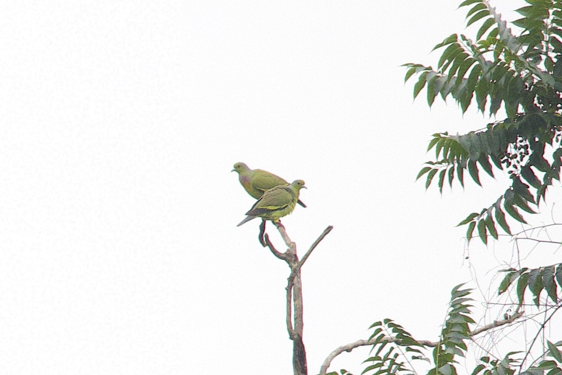 Orange-breasted Green-Pigeon - ML647242435