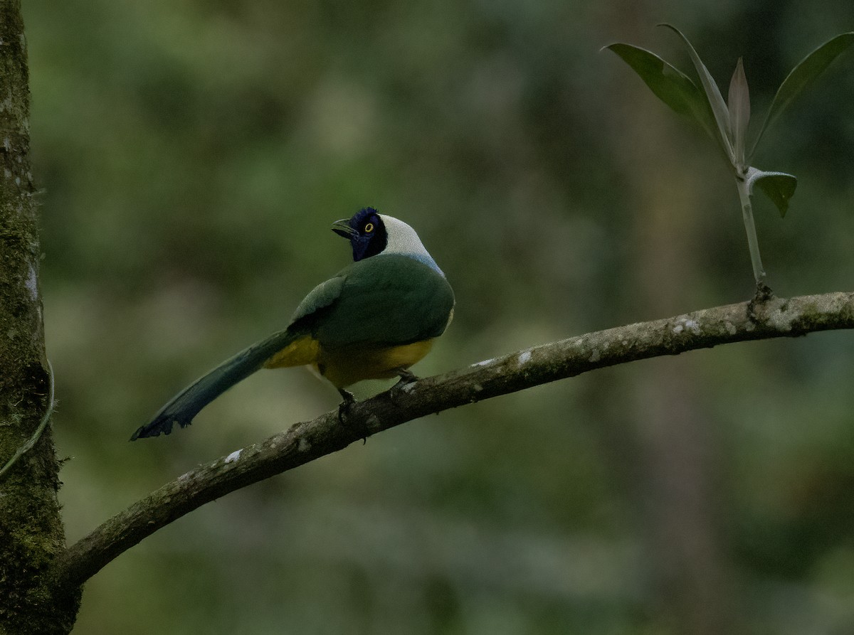 Перуанская сойка [группа yncas] - ML647242440